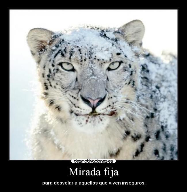 Mirada fija - para desvelar a aquellos que viven inseguros.