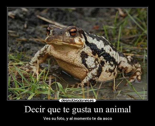 Decir que te gusta un animal - Ves su foto, y al momento te da asco
