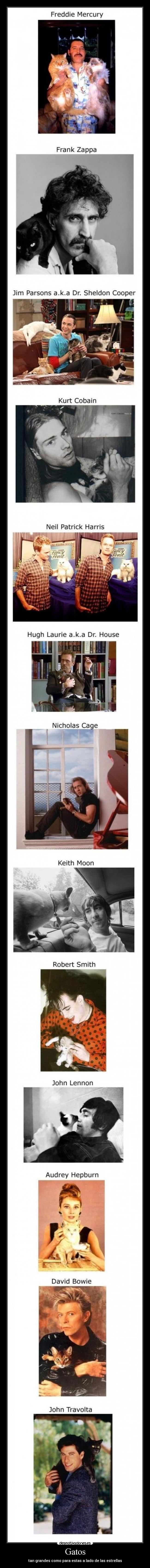 carteles gatos gatos las mascotas los dioses desmotivaciones