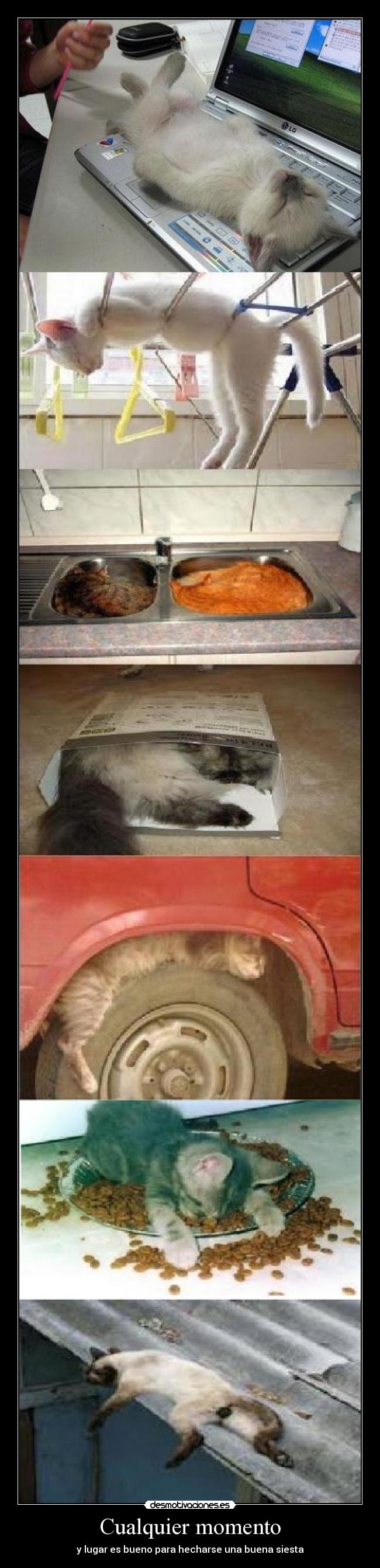 carteles gatosdurmiendo desmotivaciones