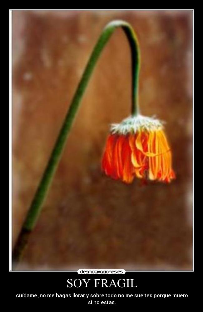 SOY FRAGIL - 
