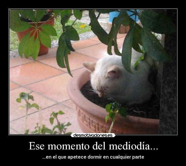 Ese momento del mediodía... - ...en el que apetece dormir en cualquier parte