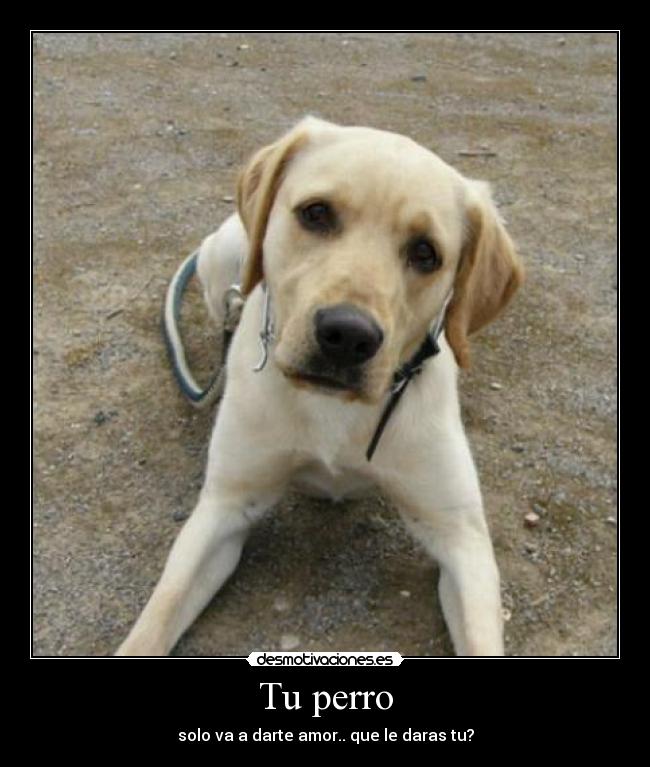 Tu perro - solo va a darte amor.. que le daras tu?