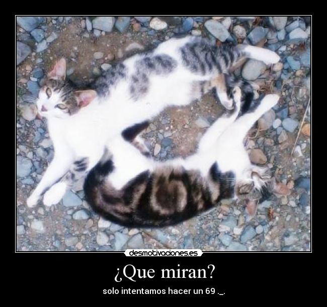 ¿Que miran? - solo intentamos hacer un 69 ._.