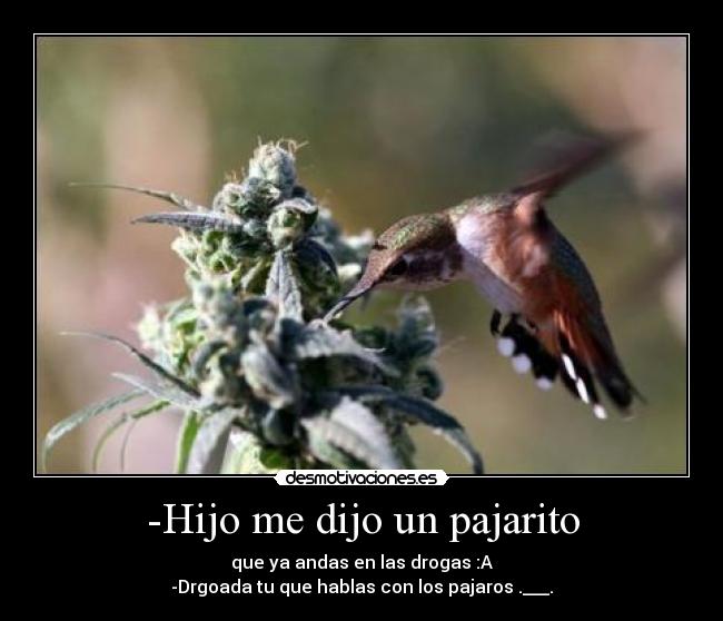 -Hijo me dijo un pajarito - que ya andas en las drogas :A
-Drgoada tu que hablas con los pajaros .___.