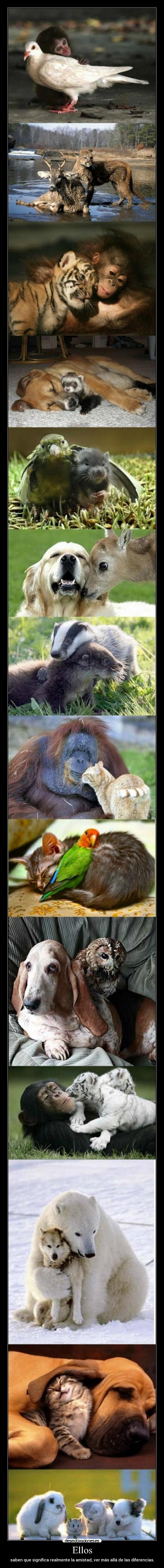 Ellos - saben que significa realmente la amistad, ver más allá de las diferencias.