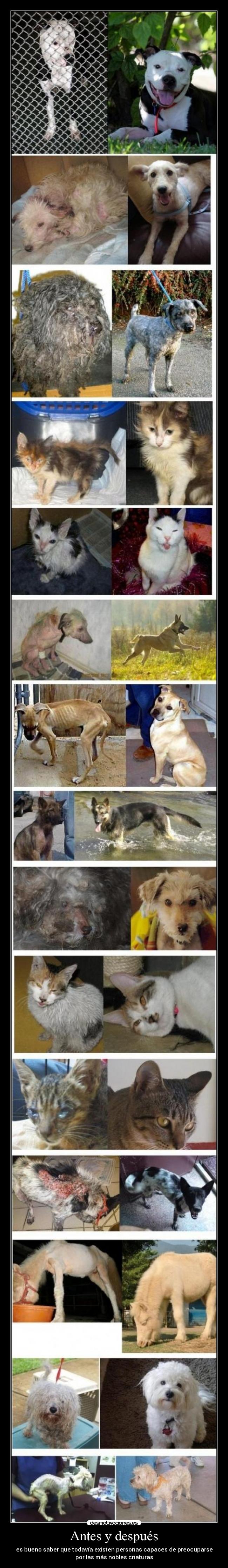Antes y después - es bueno saber que todavía existen personas capaces de preocuparse
por las más nobles criaturas