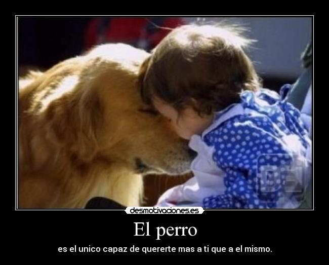 El perro -