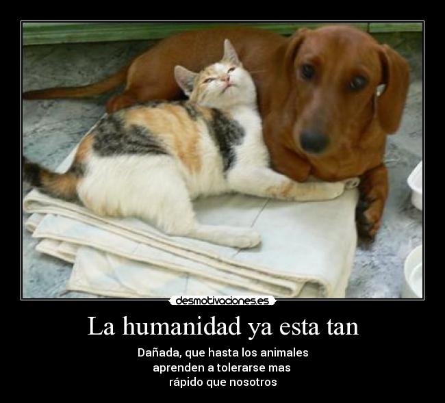 La humanidad ya esta tan - Dañada, que hasta los animales
aprenden a tolerarse mas
rápido que nosotros