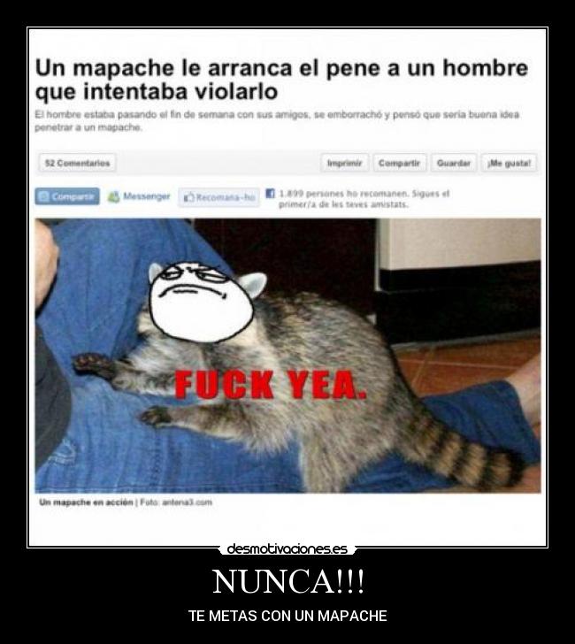 carteles mapaches desmotivaciones