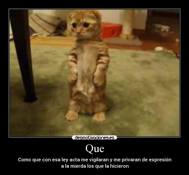 Que - Como que con esa ley acta me vigilaran y me privaran de expresión
a la mierda los que la hicieron