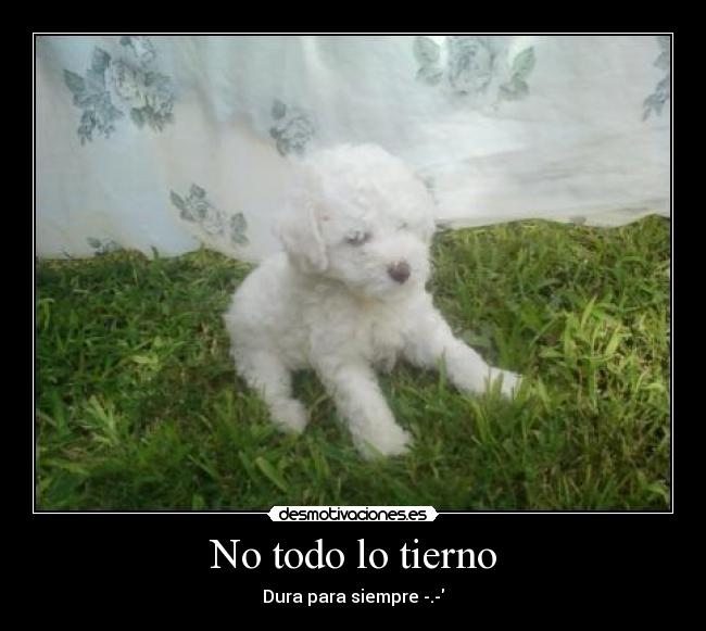 No todo lo tierno -