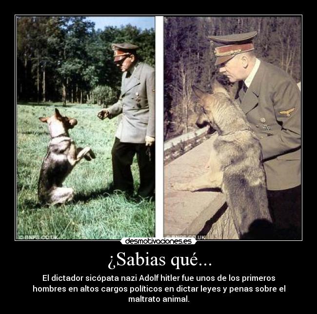 ¿Sabias qué... - El dictador sicópata nazi Adolf hitler fue unos de los primeros
hombres en altos cargos políticos en dictar leyes y penas sobre el
maltrato animal.