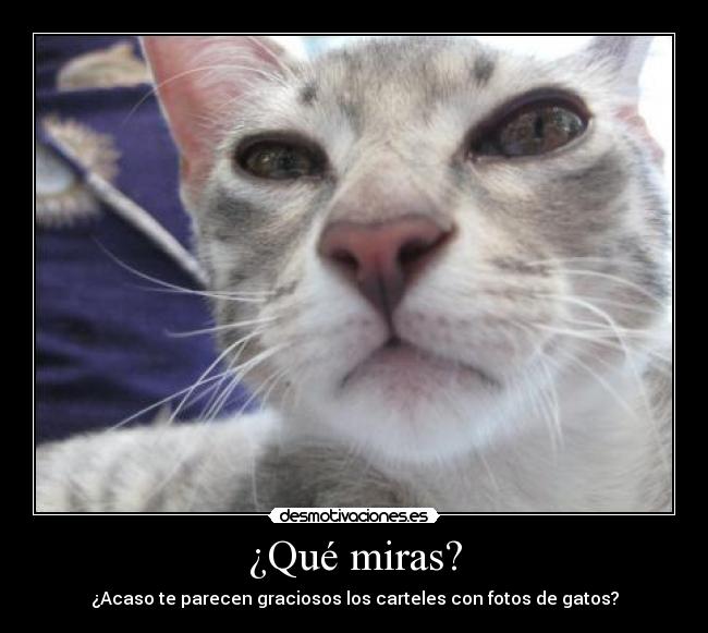 ¿Qué miras? - ¿Acaso te parecen graciosos los carteles con fotos de gatos?