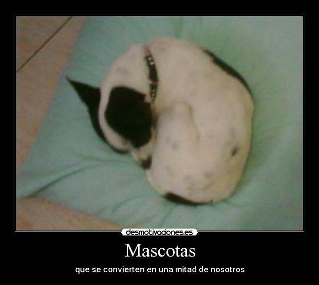 Mascotas -