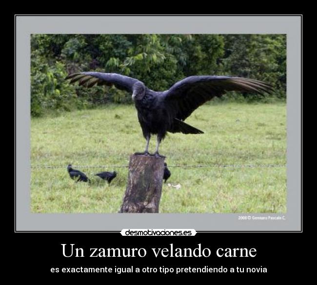 Un zamuro velando carne - es exactamente igual a otro tipo pretendiendo a tu novia