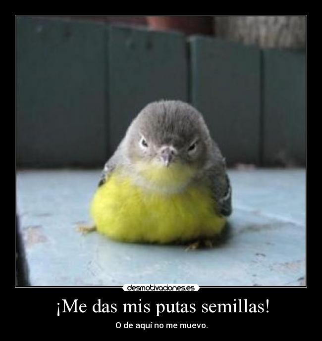¡Me das mis putas semillas! - O de aquí no me muevo.