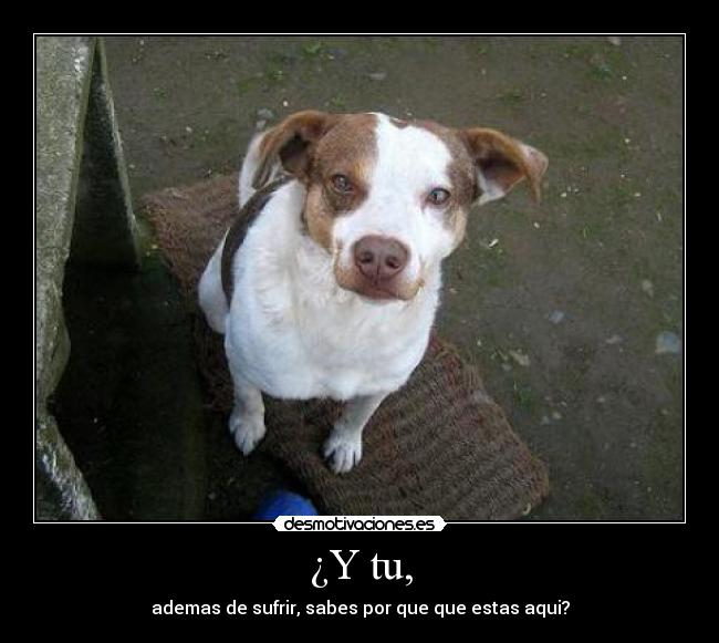 ¿Y tu, - ademas de sufrir, sabes por que que estas aqui?