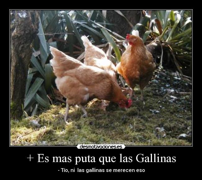 + Es mas puta que las Gallinas -
