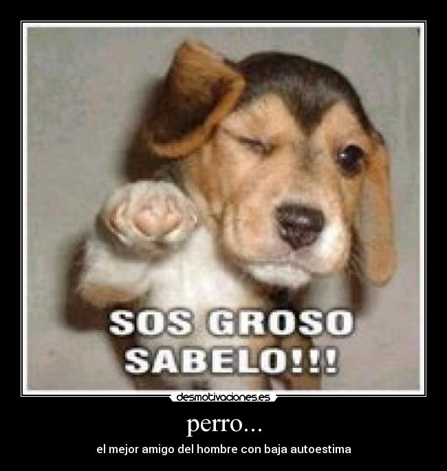 perro... - el mejor amigo del hombre con baja autoestima