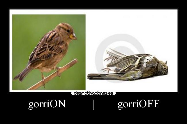 gorriON | gorriOFF -