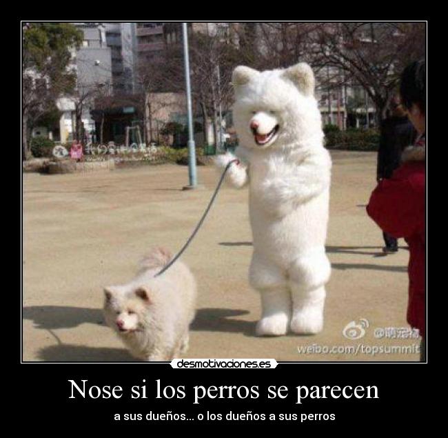 Nose si los perros se parecen - a sus dueños... o los dueños a sus perros