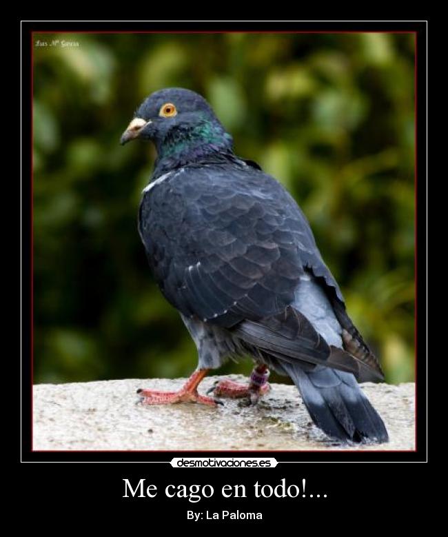 Me cago en todo!... - By: La Paloma