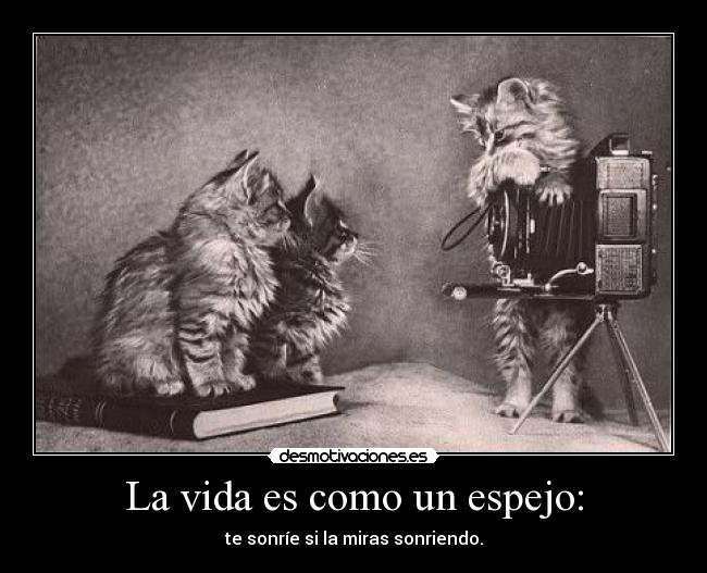 carteles vida life cats desmotivaciones
