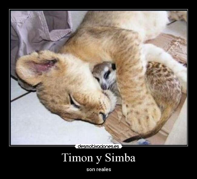 Timon y Simba - son reales