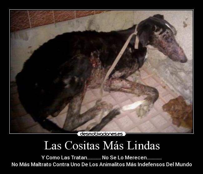 carteles los maltraten desmotivaciones