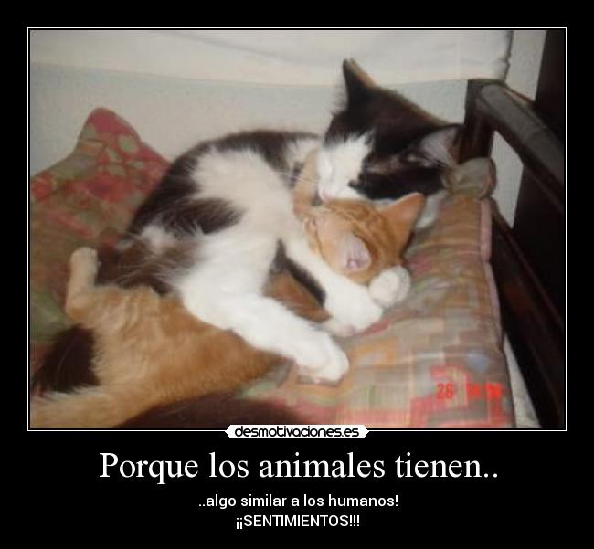 Porque los animales tienen.. -