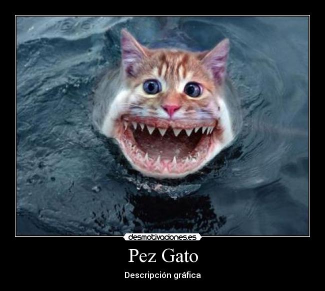 Pez Gato -