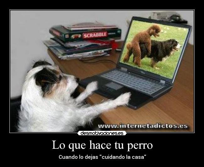 Lo que hace tu perro -