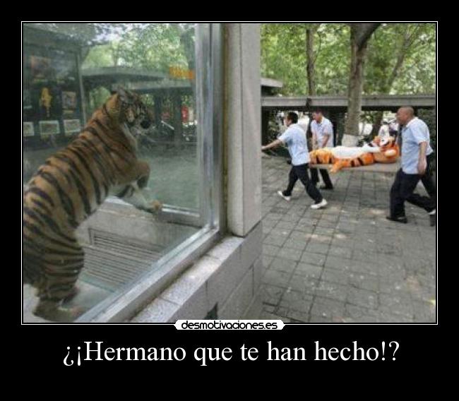 ¿¡Hermano que te han hecho!? - 