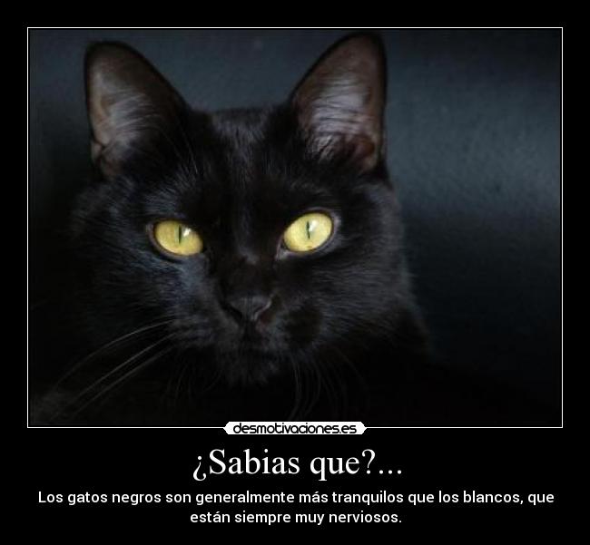 ¿Sabias que?... - Los gatos negros son generalmente más tranquilos que los blancos, que
están siempre muy nerviosos.