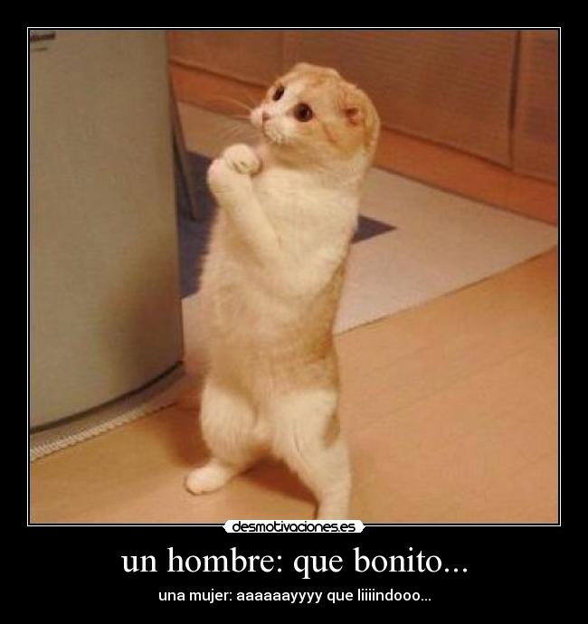 un hombre: que bonito... - una mujer: aaaaaayyyy que liiiindooo...
