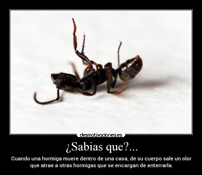 ¿Sabias que?... - Cuando una hormiga muere dentro de una casa, de su cuerpo sale un olor
que atrae a otras hormigas que se encargan de enterrarla.