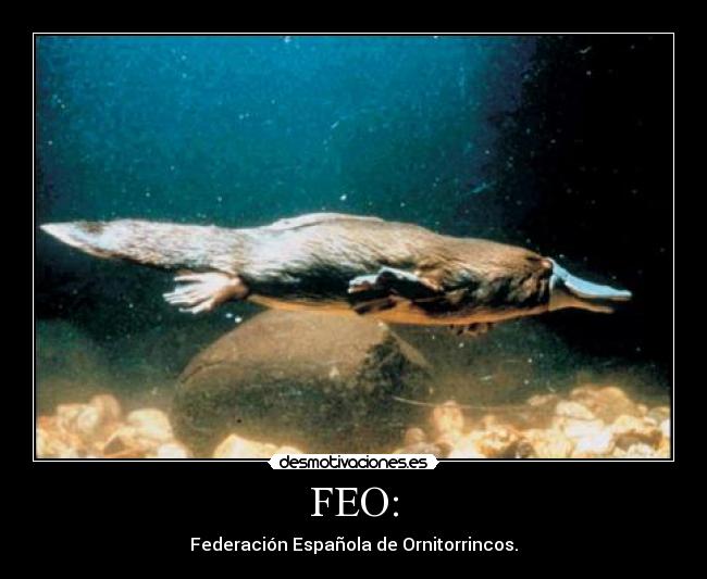 FEO: - Federación Española de Ornitorrincos.