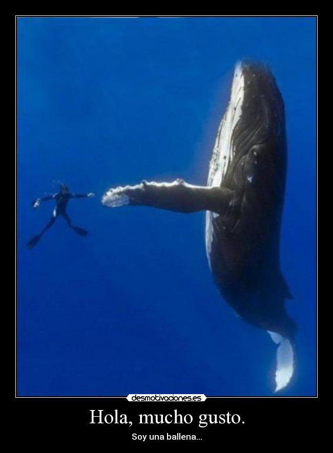 carteles tipico voy rio una ballena saluda yaoming rio posta desmotivaciones