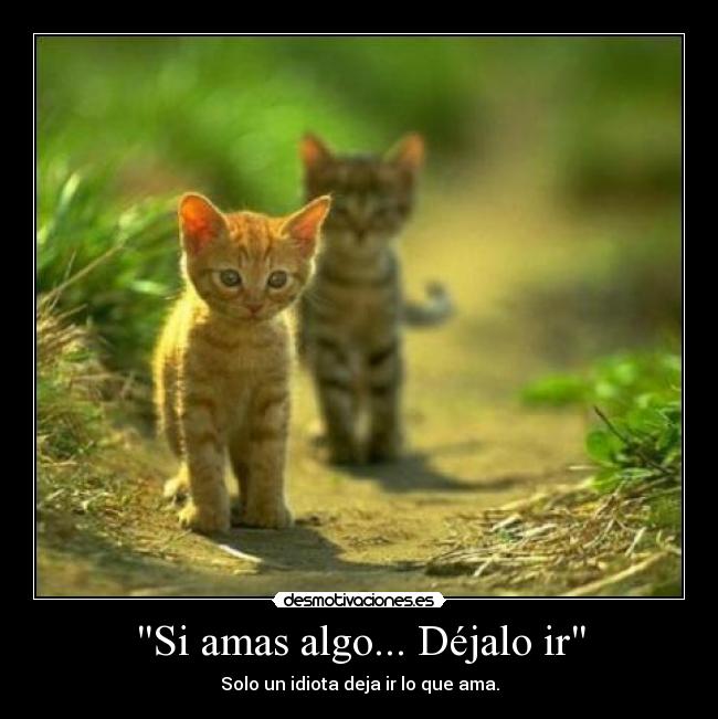 Si amas algo... Déjalo ir - Solo un idiota deja ir lo que ama.