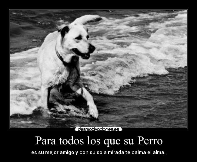 Para todos los que su Perro - es su mejor amigo y con su sola mirada te calma el alma..