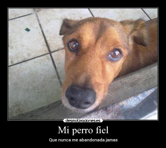 Mi perro fiel - Que nunca me abandonada jamas