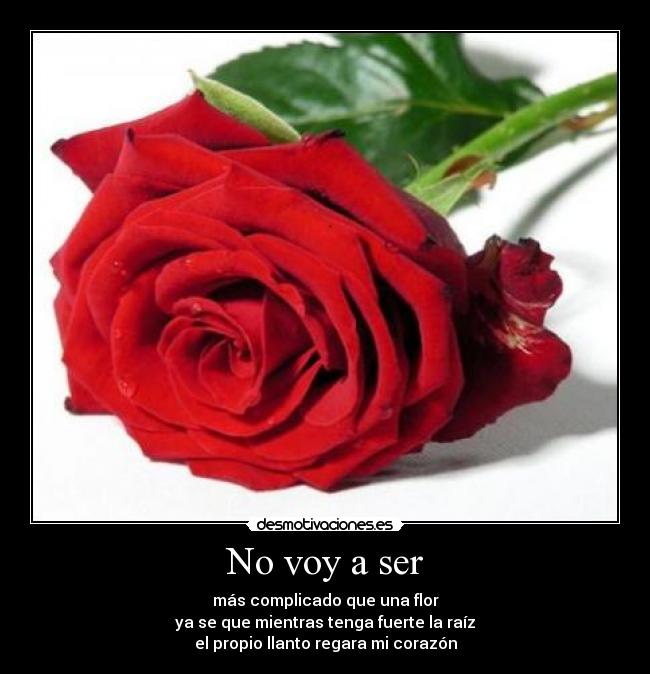 No voy a ser - más complicado que una flor
ya se que mientras tenga fuerte la raíz
el propio llanto regara mi corazón