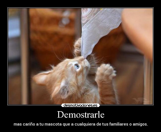 Demostrarle - mas cariño a tu mascota que a cualquiera de tus familiares o amigos.