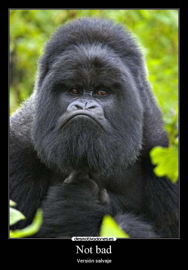 Not bad - Versión salvaje