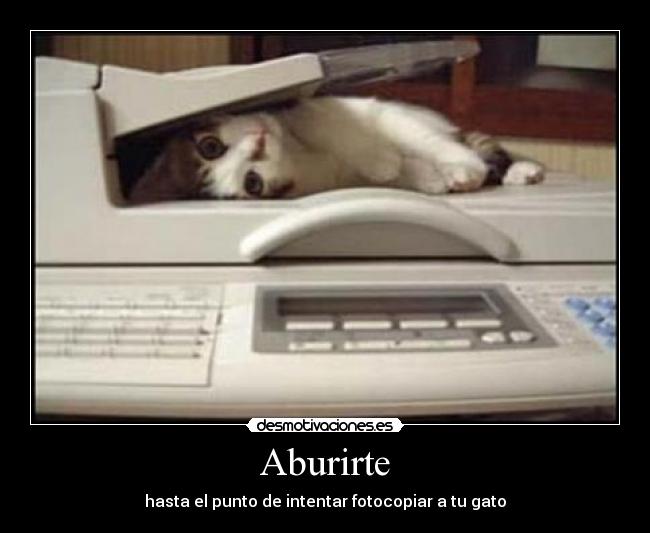 Aburirte - hasta el punto de intentar fotocopiar a tu gato