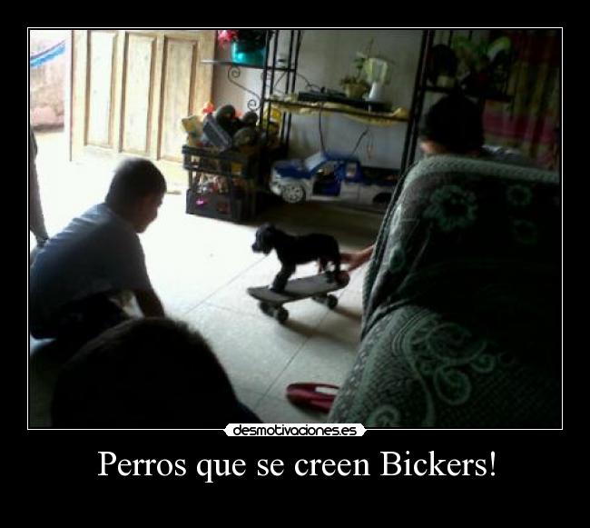 Perros que se creen Bickers! - 