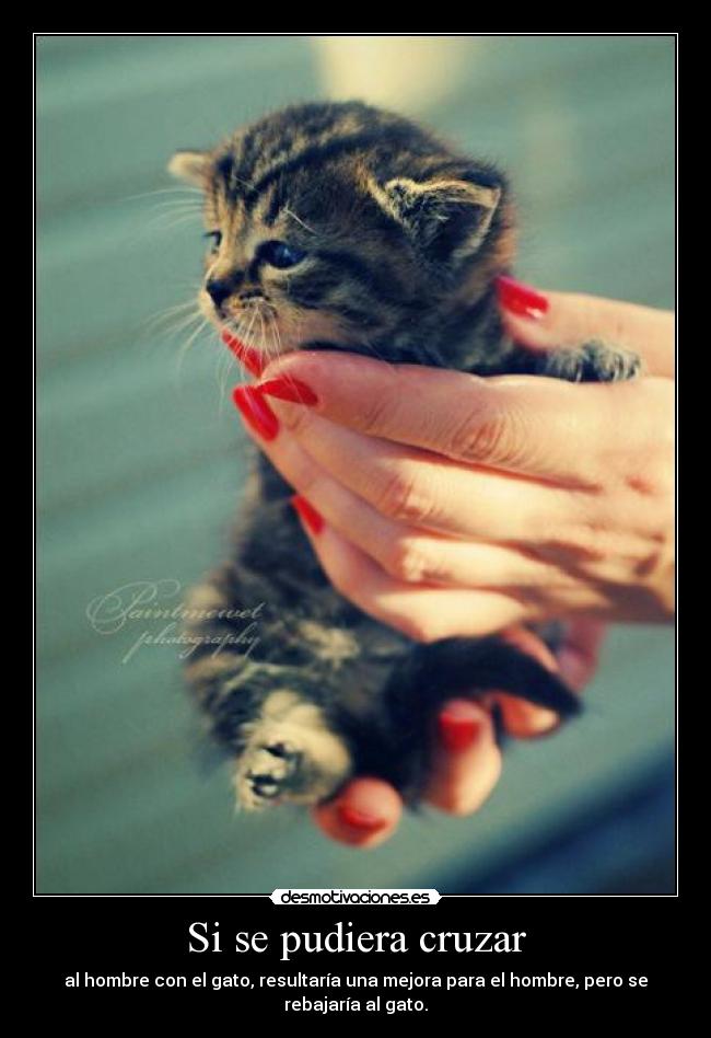 Si se pudiera cruzar - al hombre con el gato, resultaría una mejora para el hombre, pero se
rebajaría al gato.