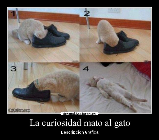 La curiosidad mato al gato - 