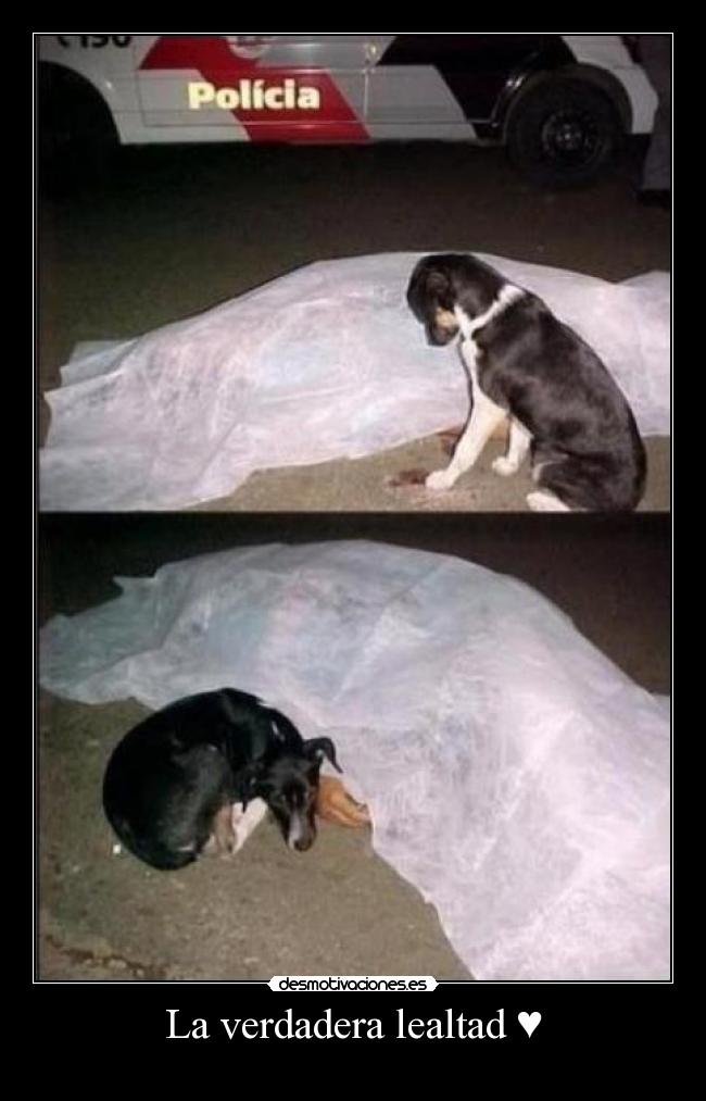 La verdadera lealtad ♥ -